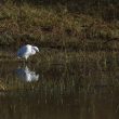 Aigrette garzette dans la Vienne